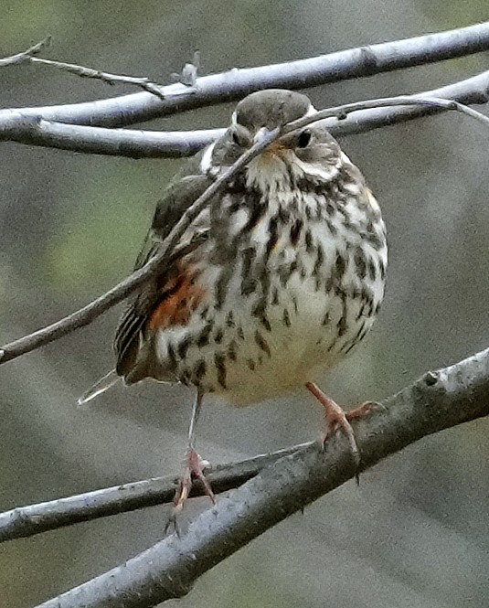 drozd cvrčala (ssp. iliacus) - ML620794756