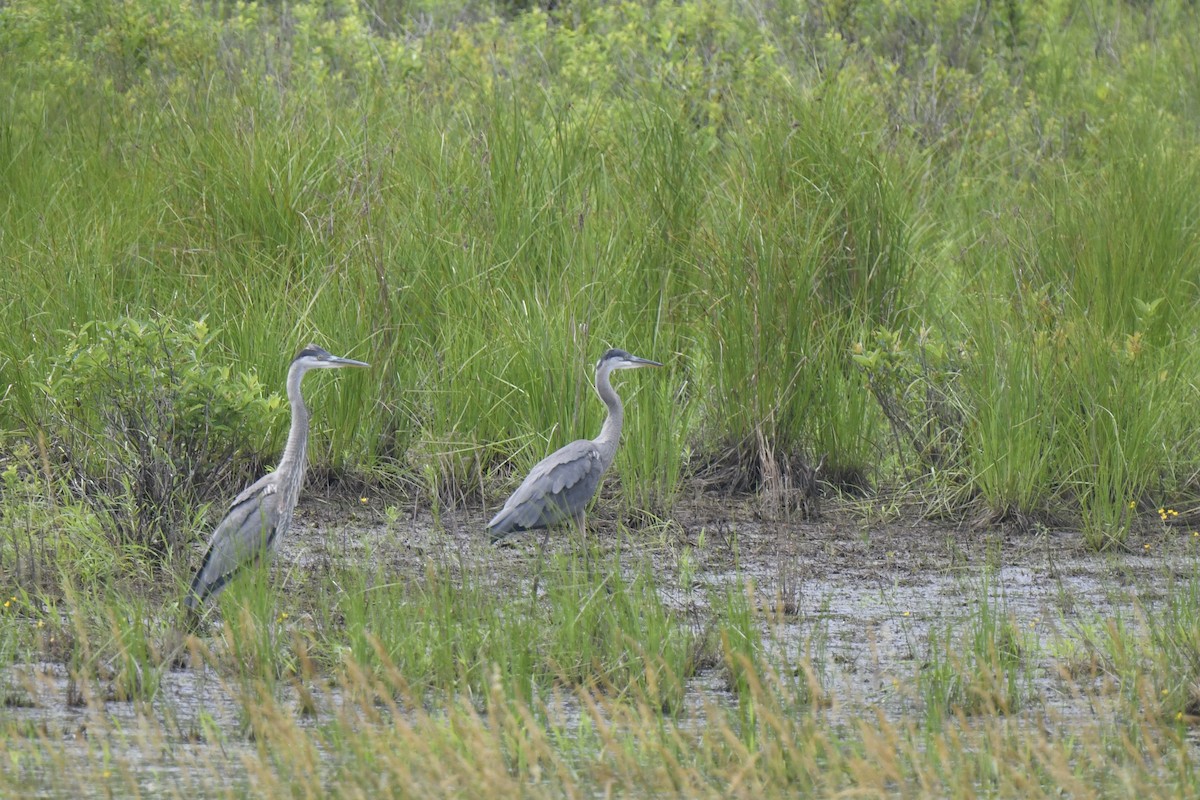 Great Blue Heron - ML620794757