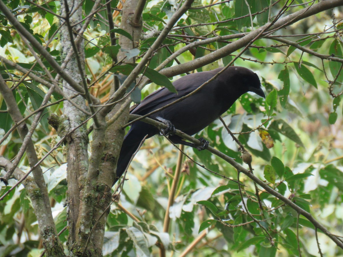 Purplish Jay - ML620794758