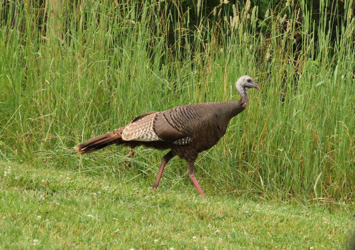 Wild Turkey - ML620794760