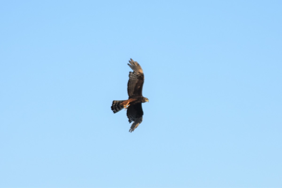 Long-winged Harrier - ML620794790