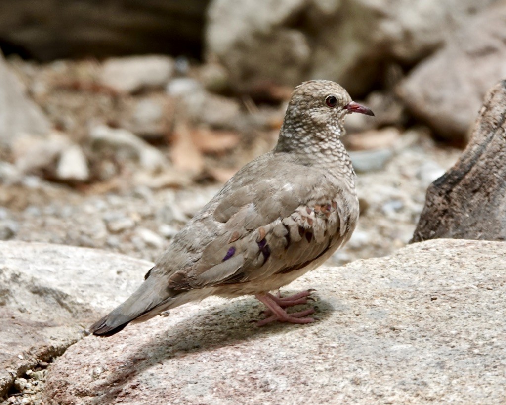 Common Ground Dove - ML620794797