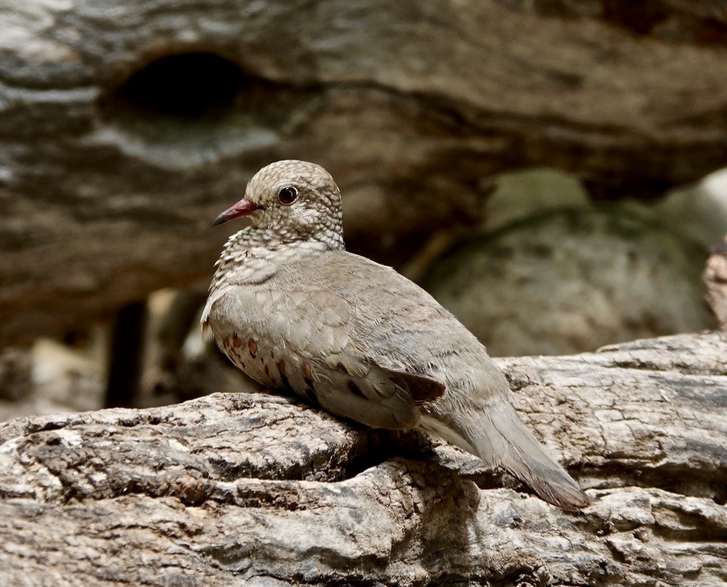 Common Ground Dove - ML620794798