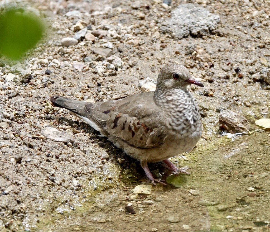 Common Ground Dove - ML620794799