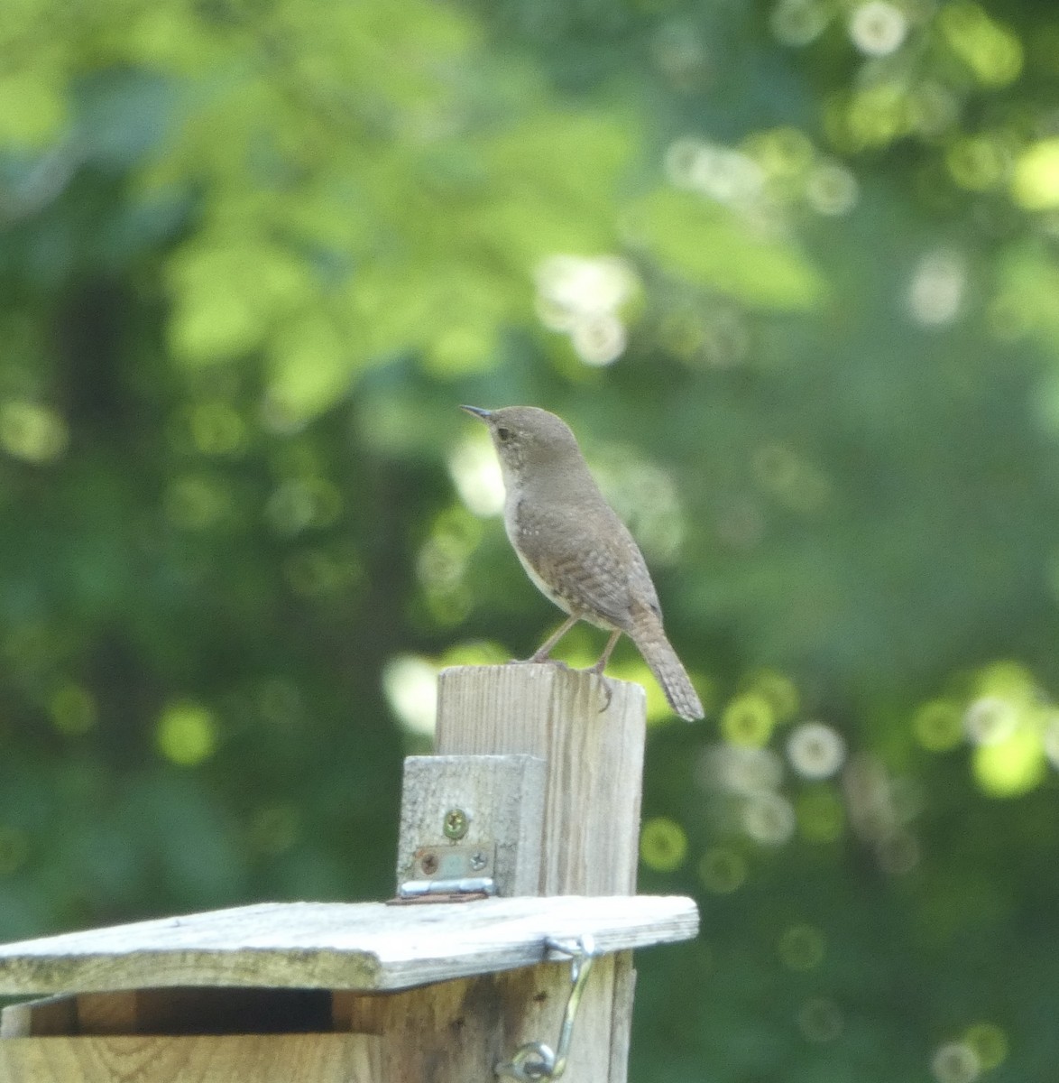 House Wren - ML620794800