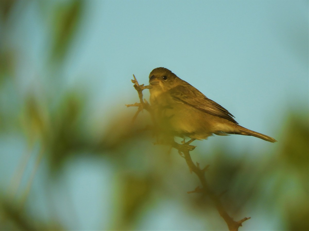 Double-collared Seedeater - ML620794802