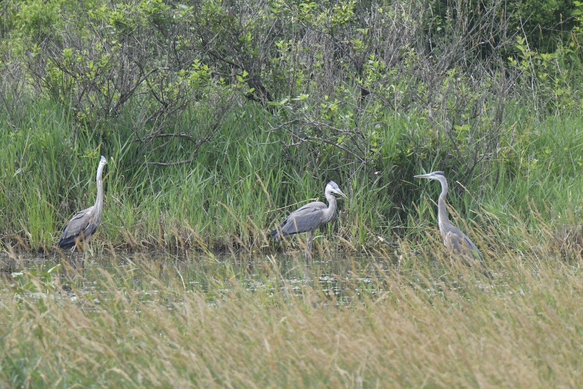 Great Blue Heron - ML620794804