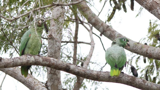 ムジボウシインコ - ML620794805