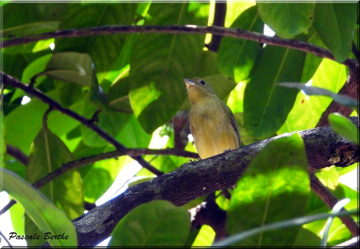 Painted Bunting - ML620794807