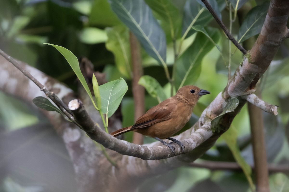 White-lined Tanager - ML620794811