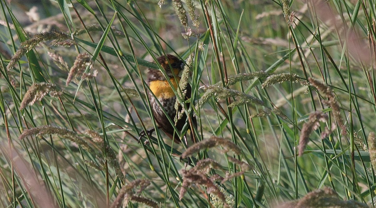 Yellow-headed Blackbird - ML620794812