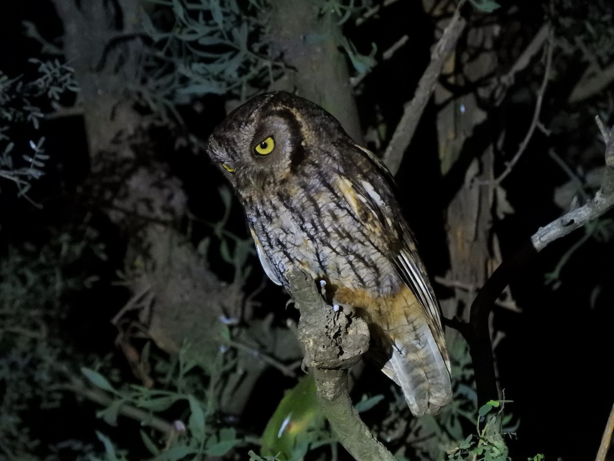 Tropical Screech-Owl - ML620794816