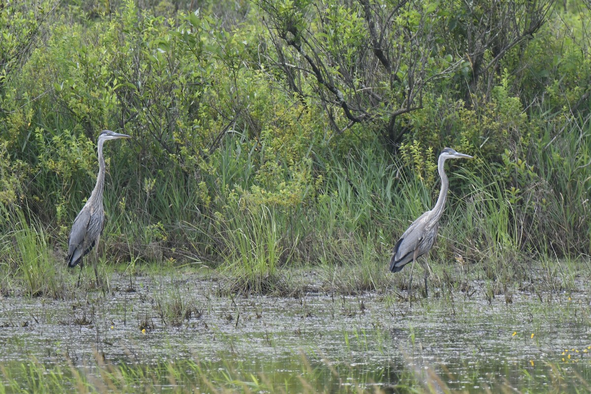 Great Blue Heron - ML620794817