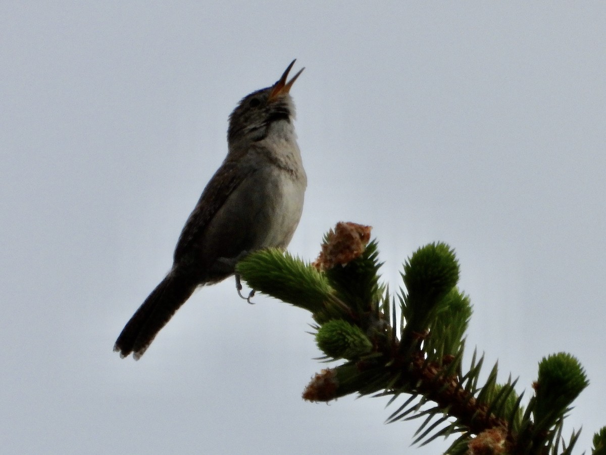 House Wren - George Halmazna