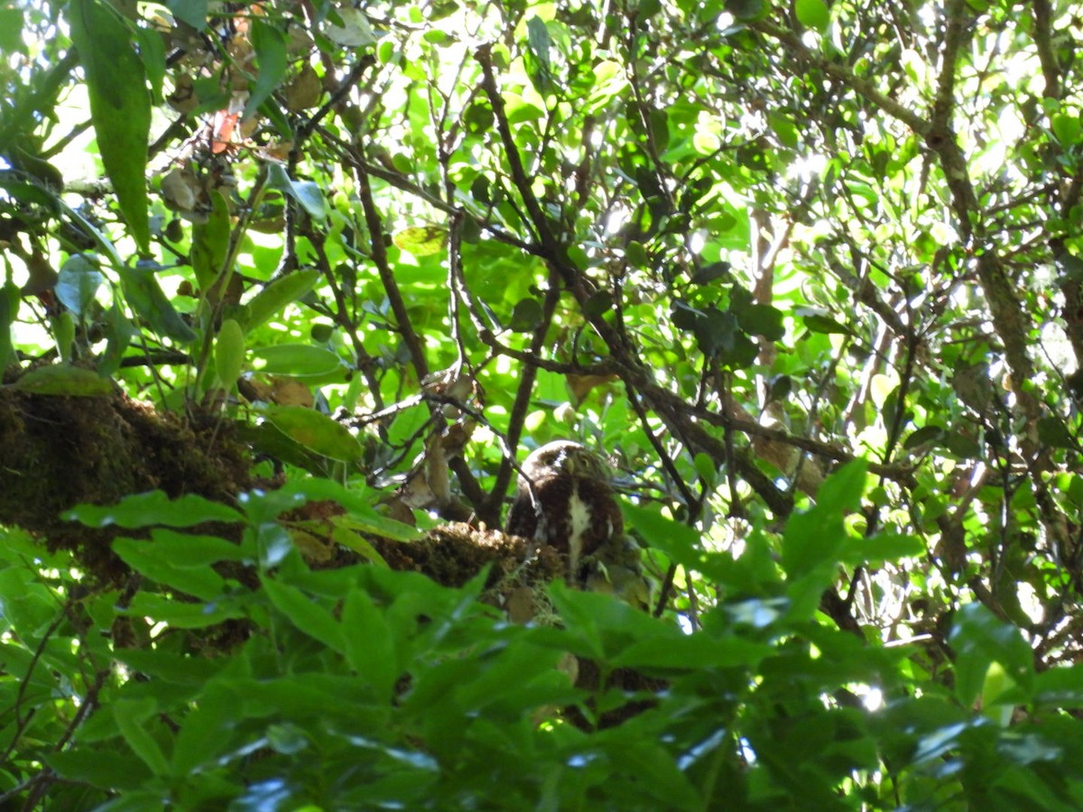 Costa Rican Pygmy-Owl - ML620794819