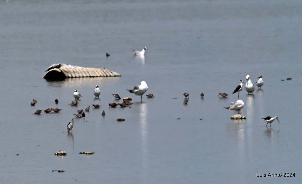 Curlew Sandpiper - ML620794820