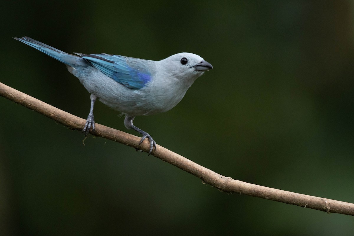 Blue-gray Tanager - ML620794821