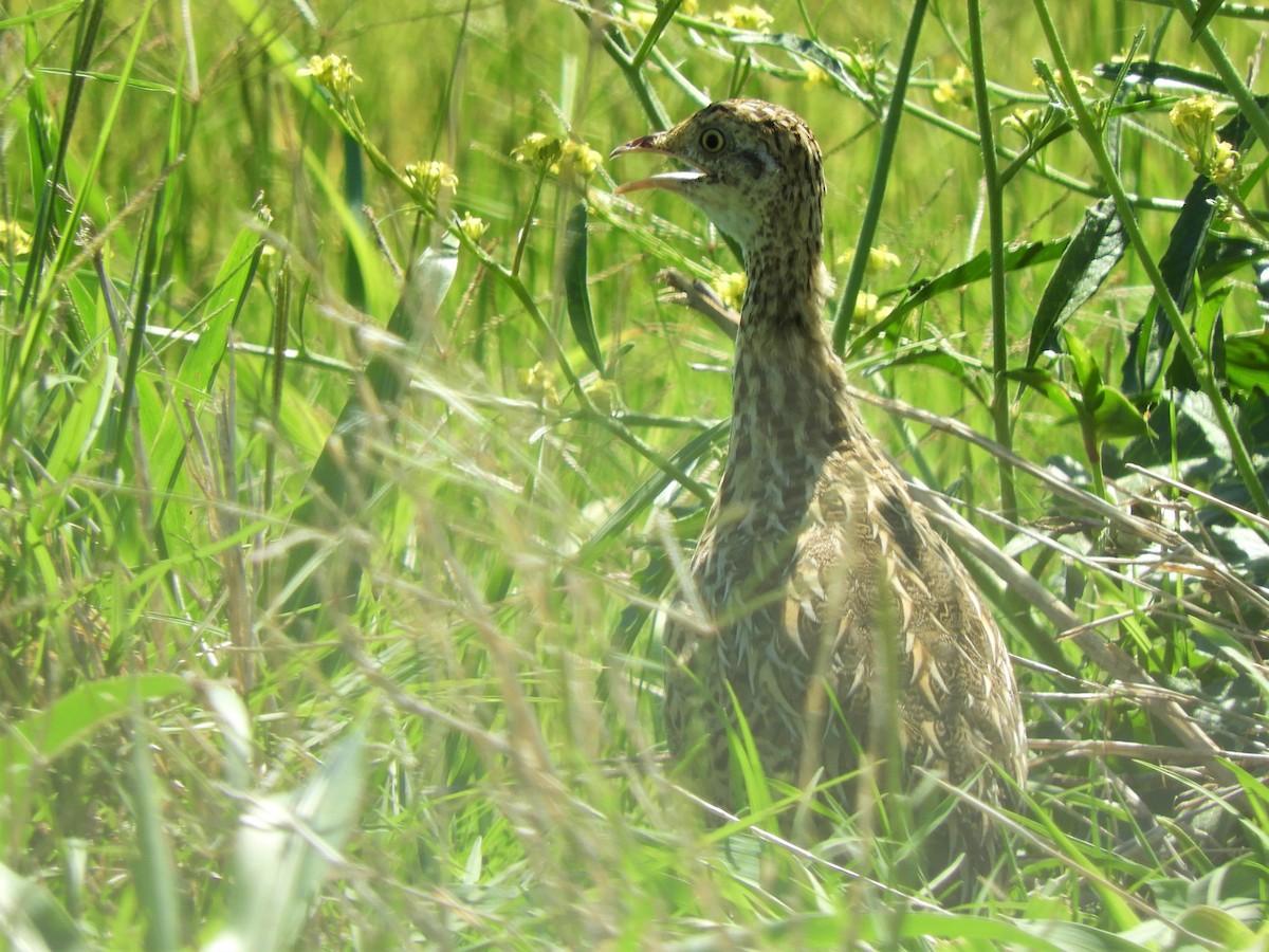 Tinamou tacheté - ML620794827