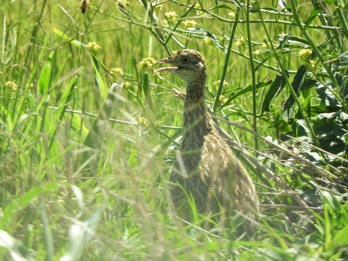 Tinamou tacheté - ML620794828