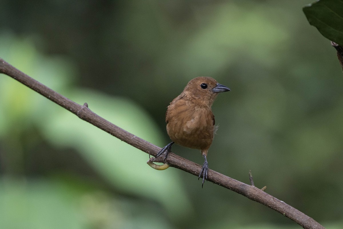 White-lined Tanager - ML620794832