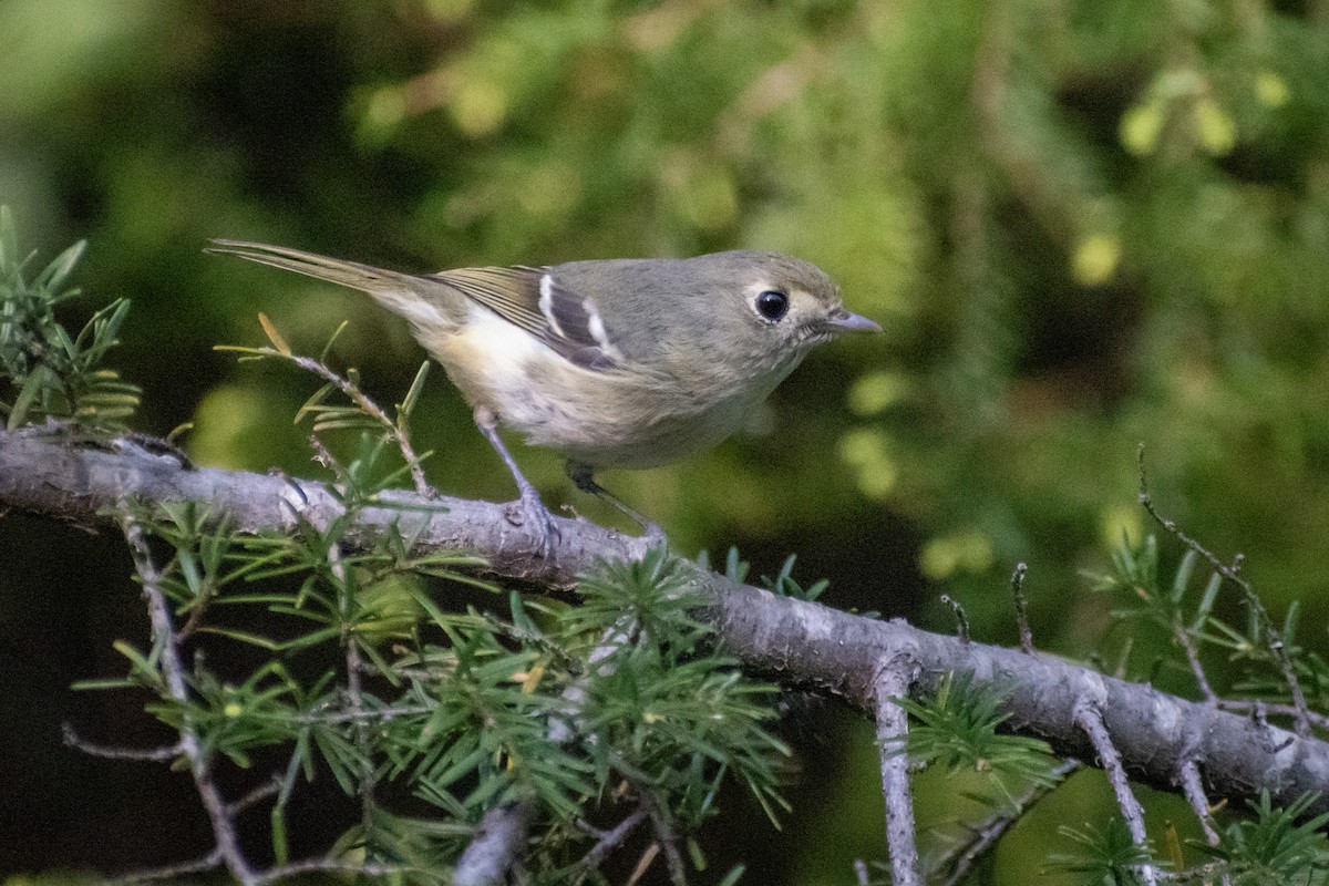 Hutton's Vireo - ML620794833