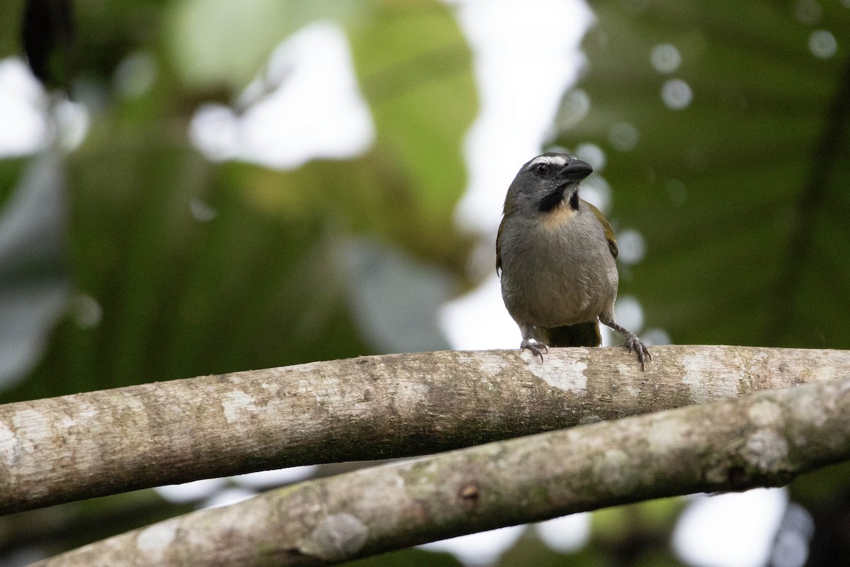 Buff-throated Saltator - Andres Leon-Reyes