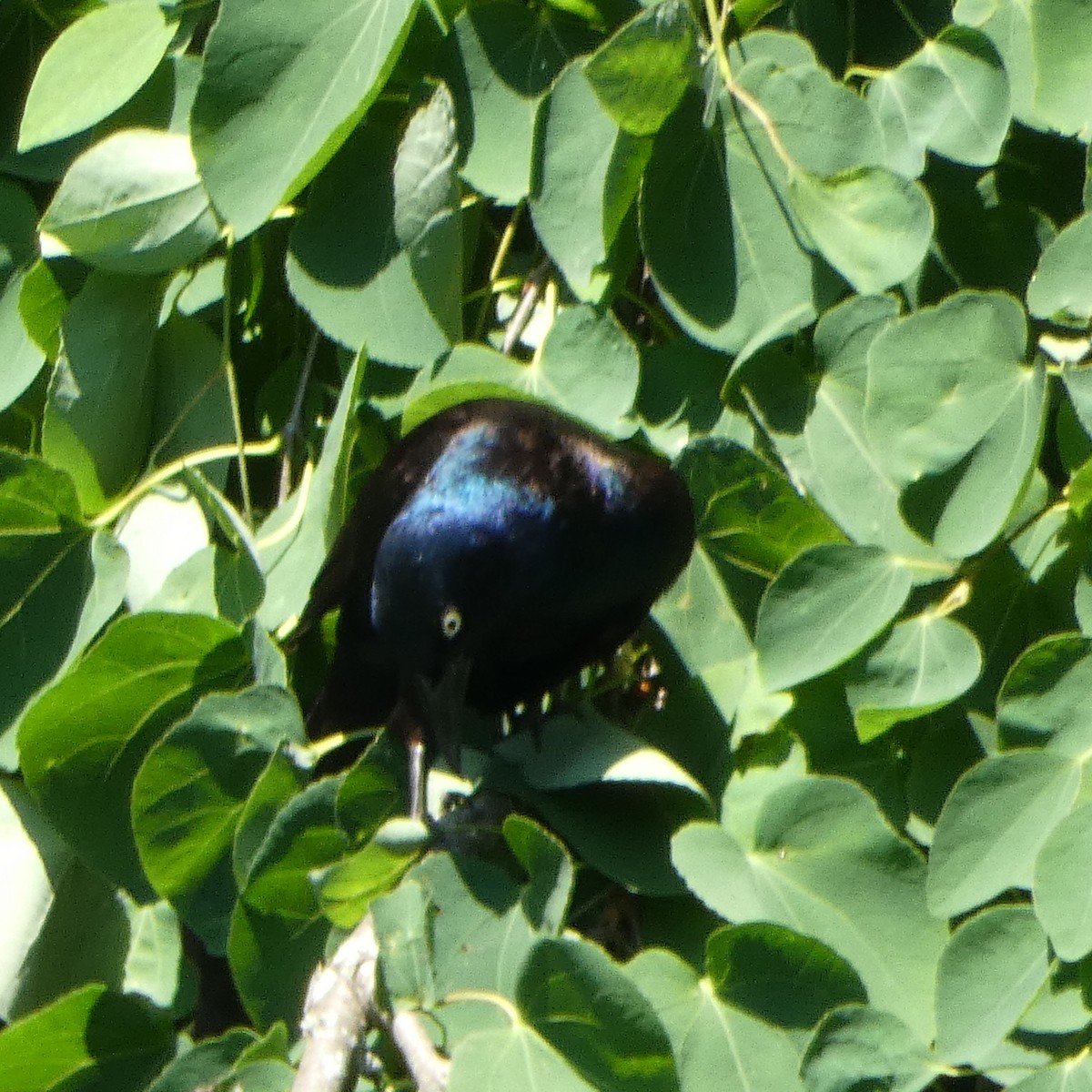 Common Grackle - ML620794836