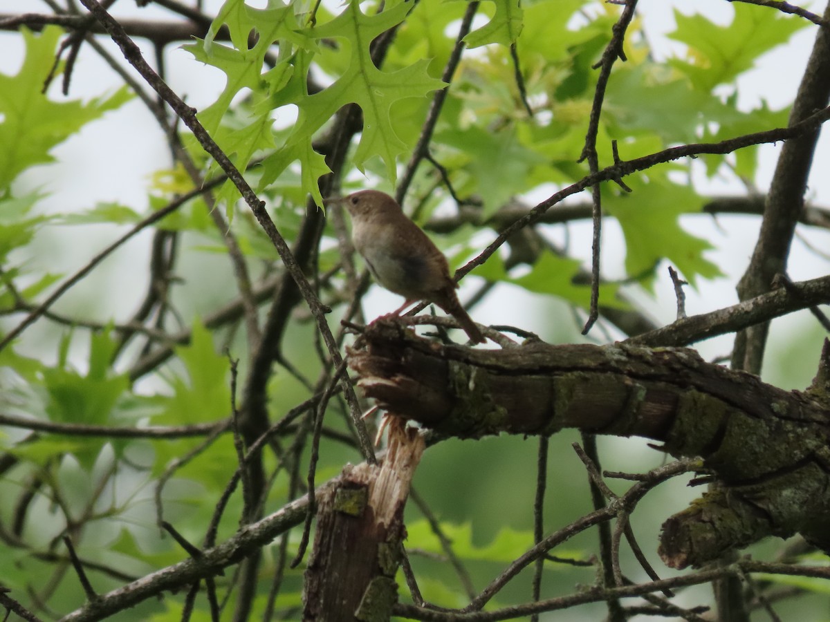 House Wren - ML620794837