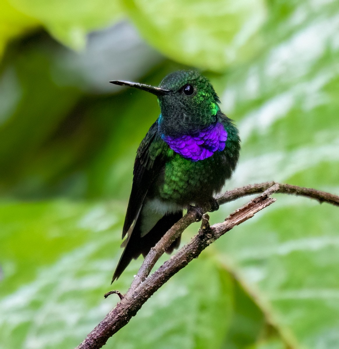 Purple-chested Hummingbird - Alex Boas