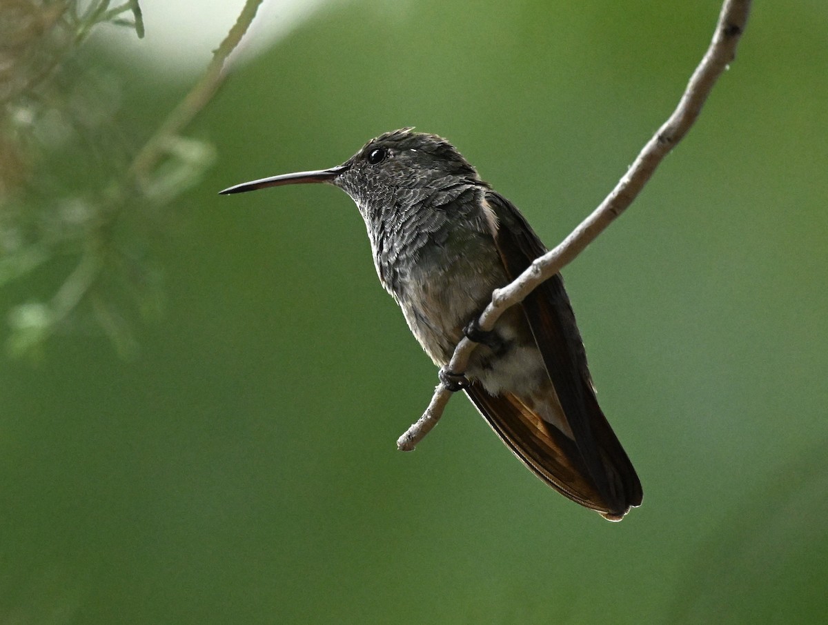 Berylline Hummingbird - ML620794841