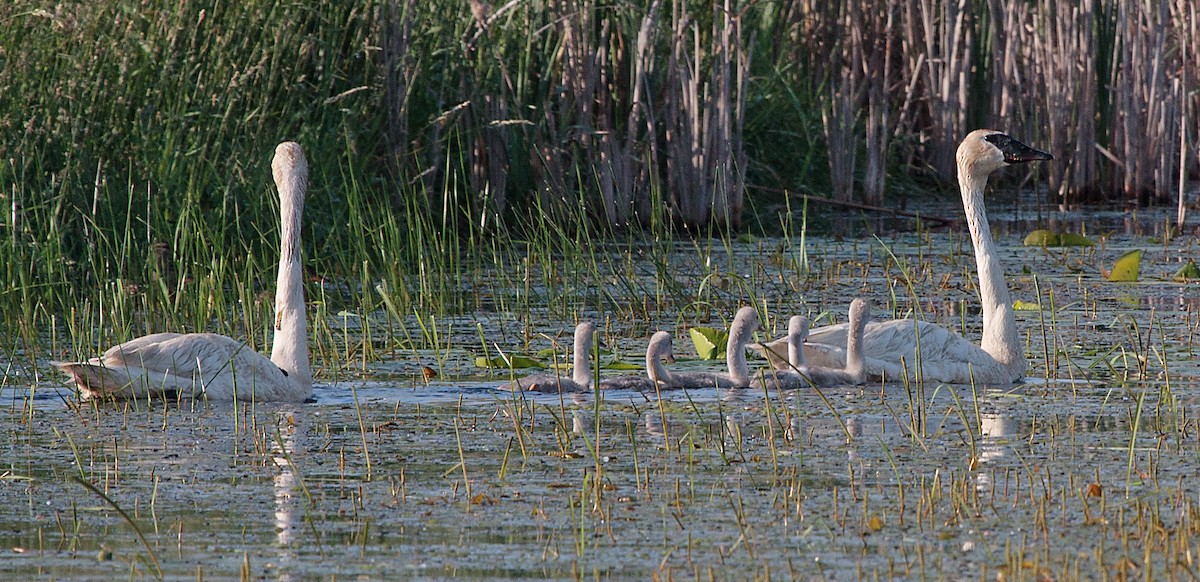 Trumpeter Swan - ML620794843