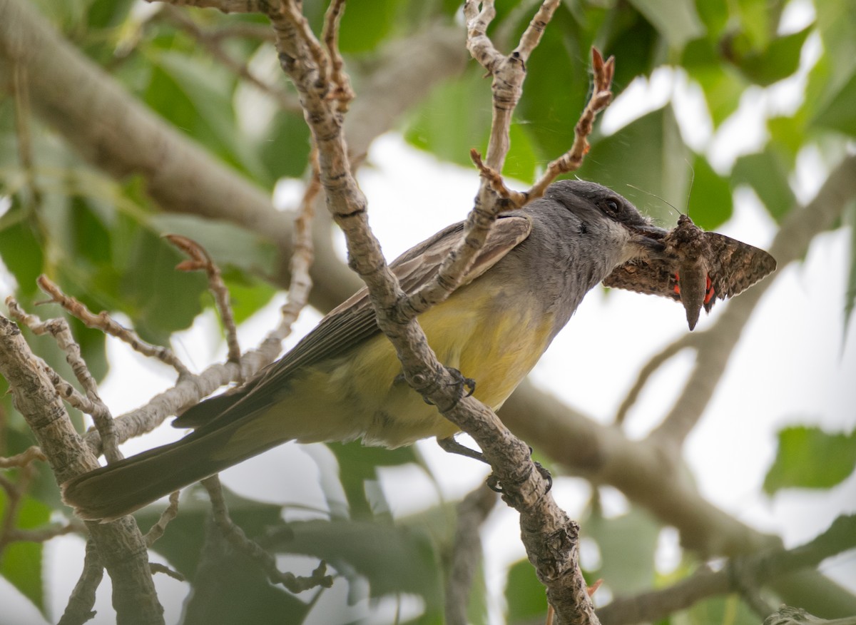 Cassin's Kingbird - ML620794844