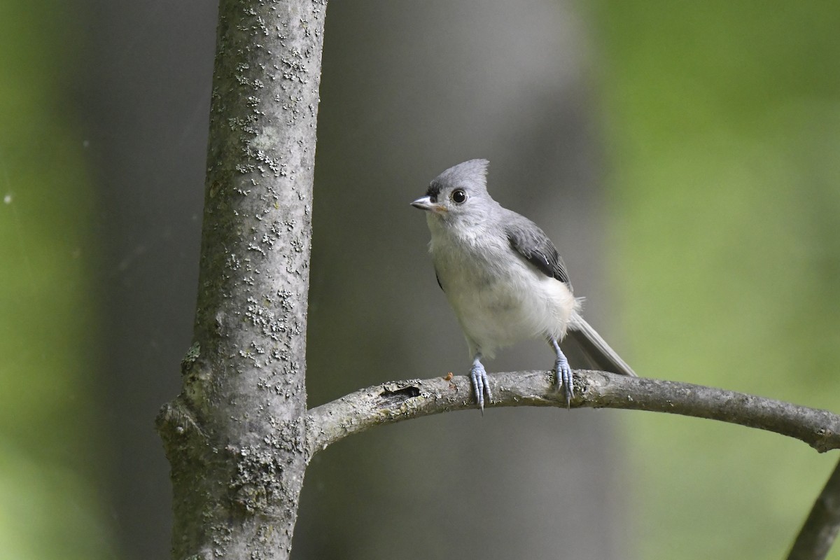 Tufted Titmouse - ML620794845