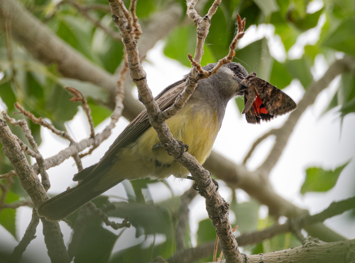 Cassin's Kingbird - ML620794846