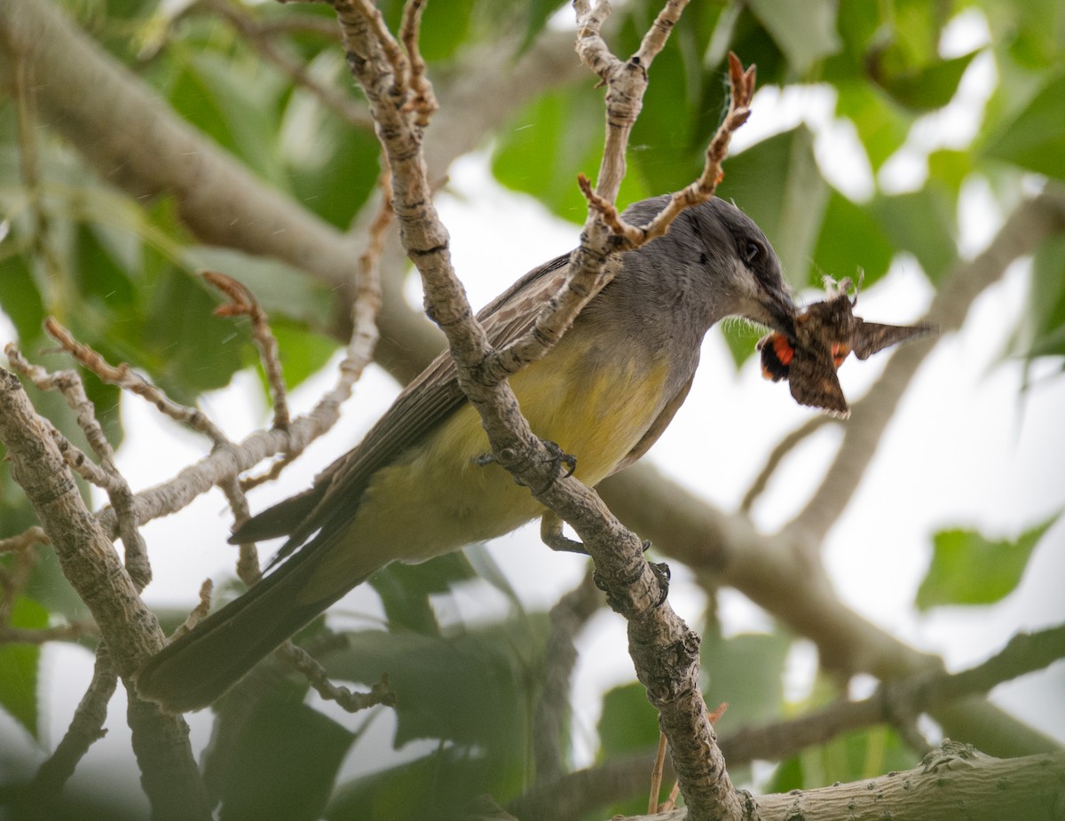 Cassin's Kingbird - shawn mason