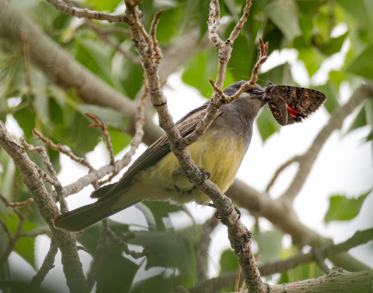 Cassin's Kingbird - ML620794848