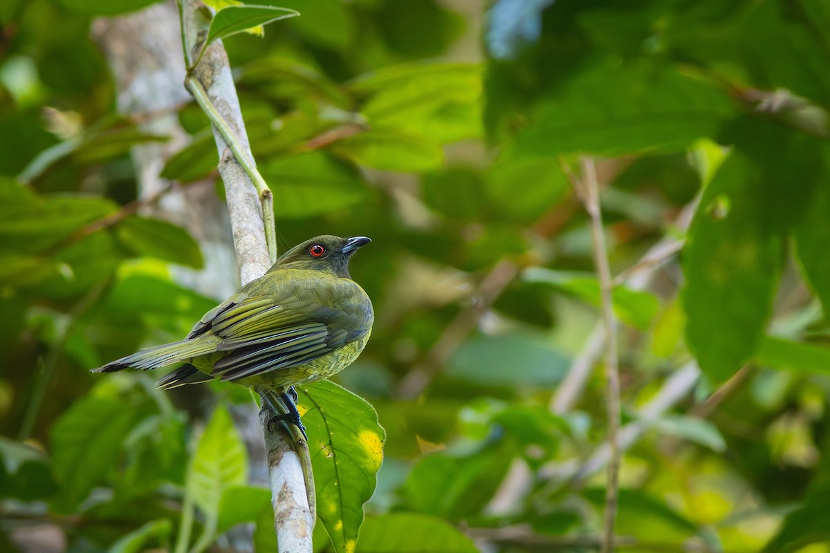 Black-headed Berryeater - ML620794850