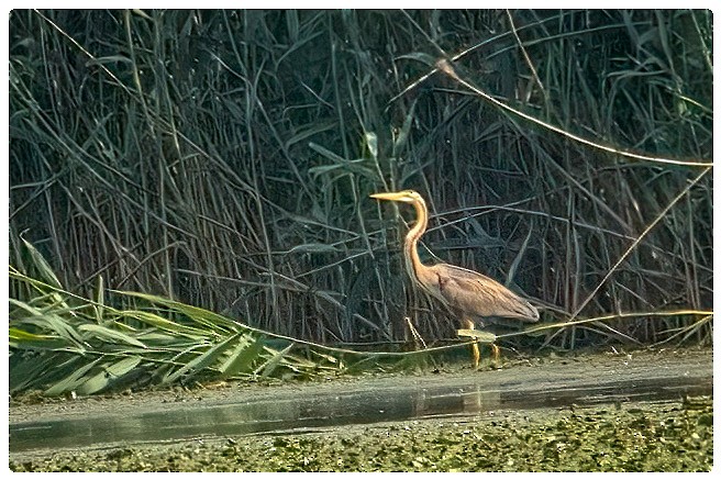 Purple Heron - ML620794851