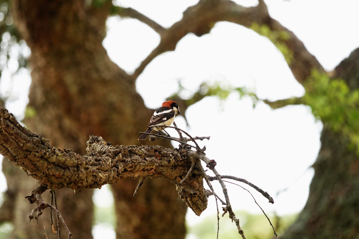 Woodchat Shrike - ML620794852