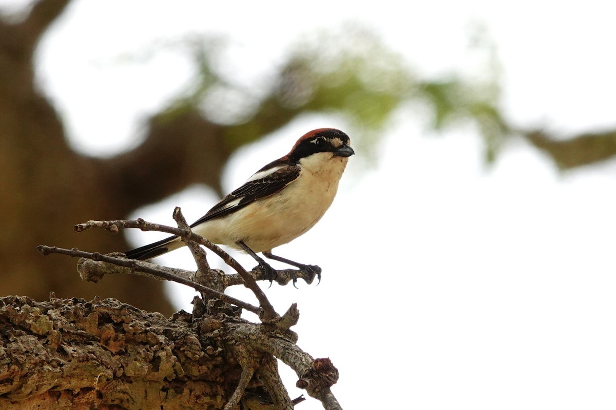 Woodchat Shrike - ML620794853