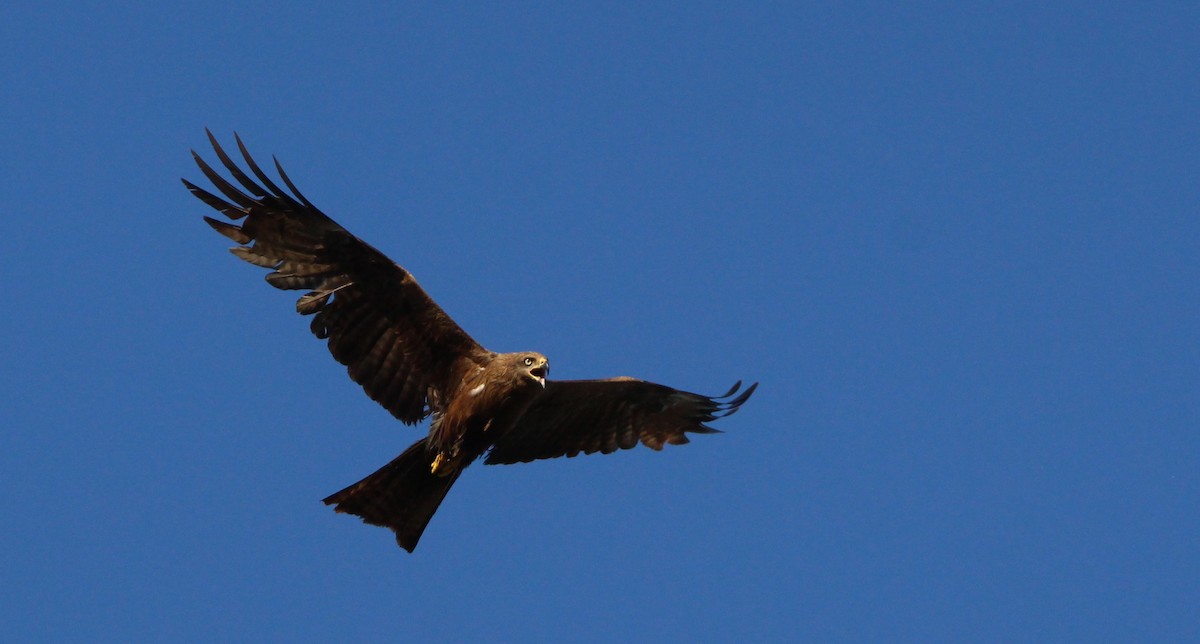 Black Kite - ML620794856