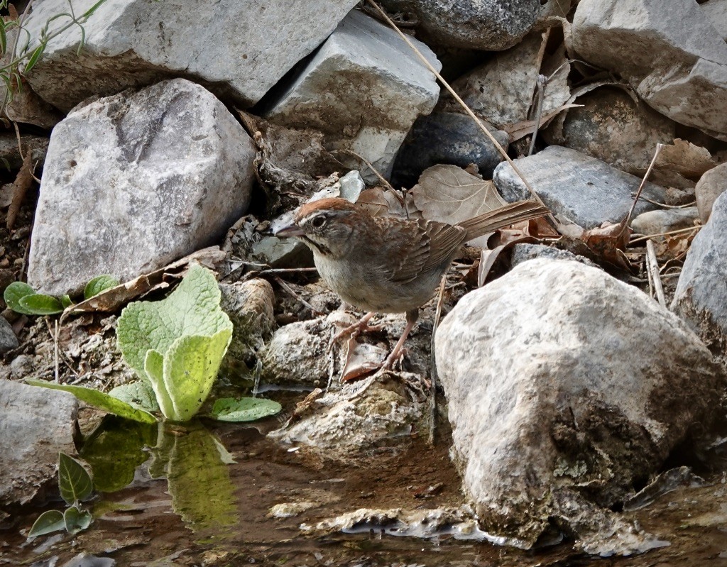 Rufous-crowned Sparrow - ML620794857