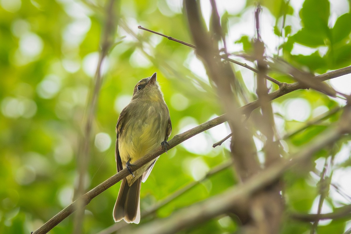 Fuscous Flycatcher - ML620794858