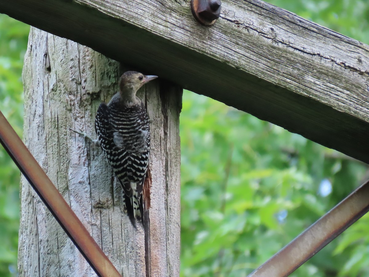 Red-bellied Woodpecker - ML620794859