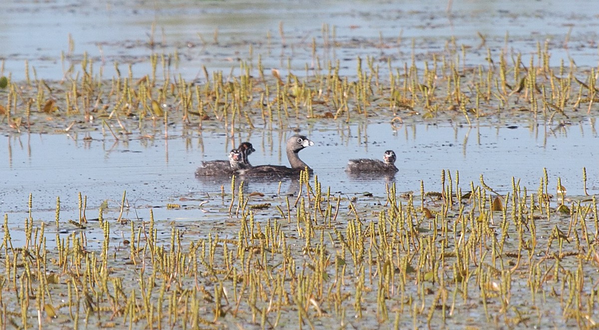 Pied-billed Grebe - ML620794865