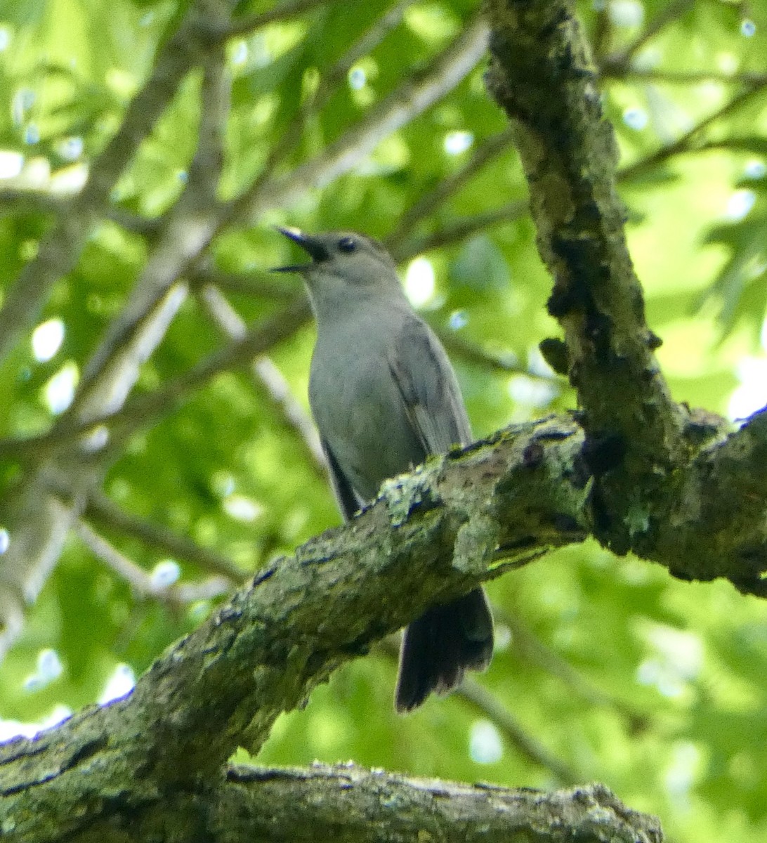 Gray Catbird - ML620794866