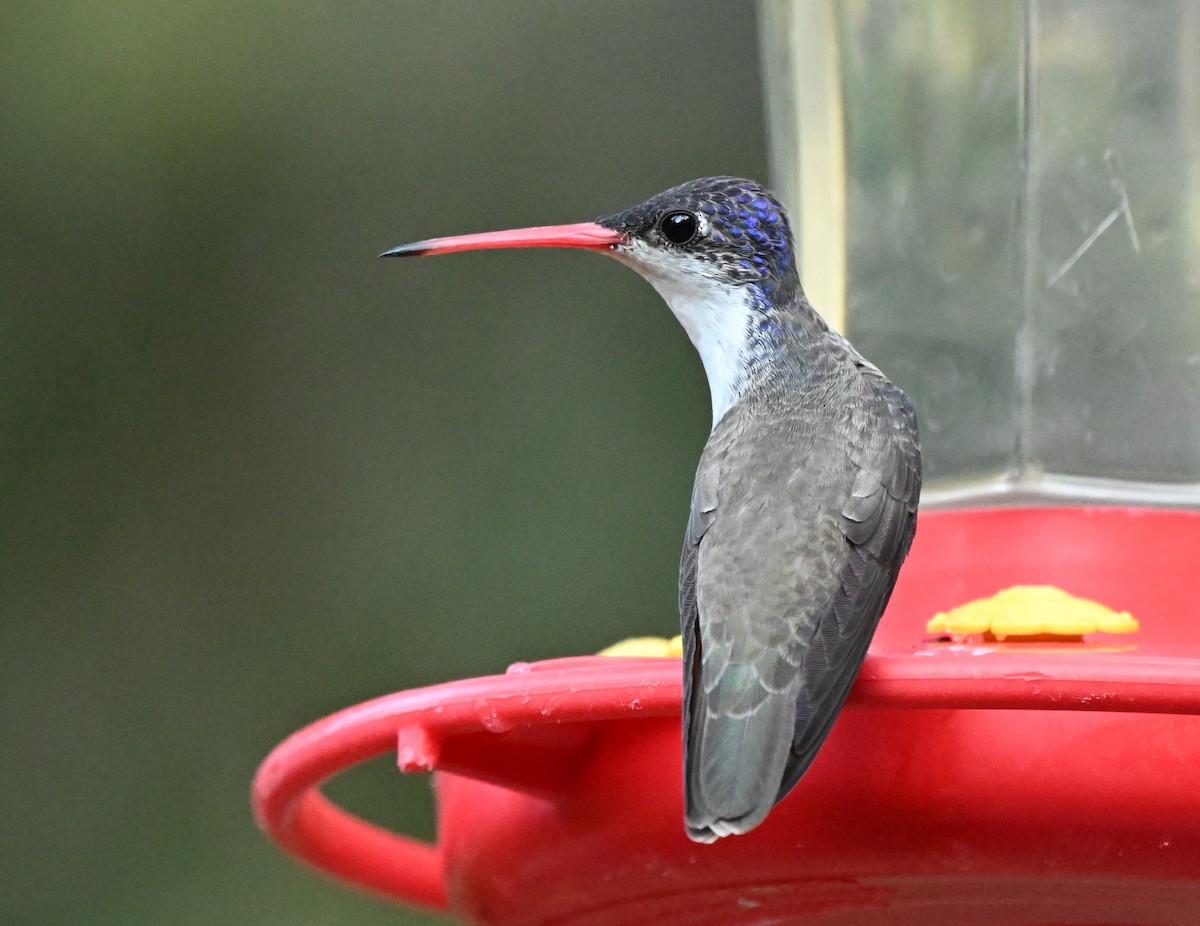 Violet-crowned Hummingbird - ML620794873