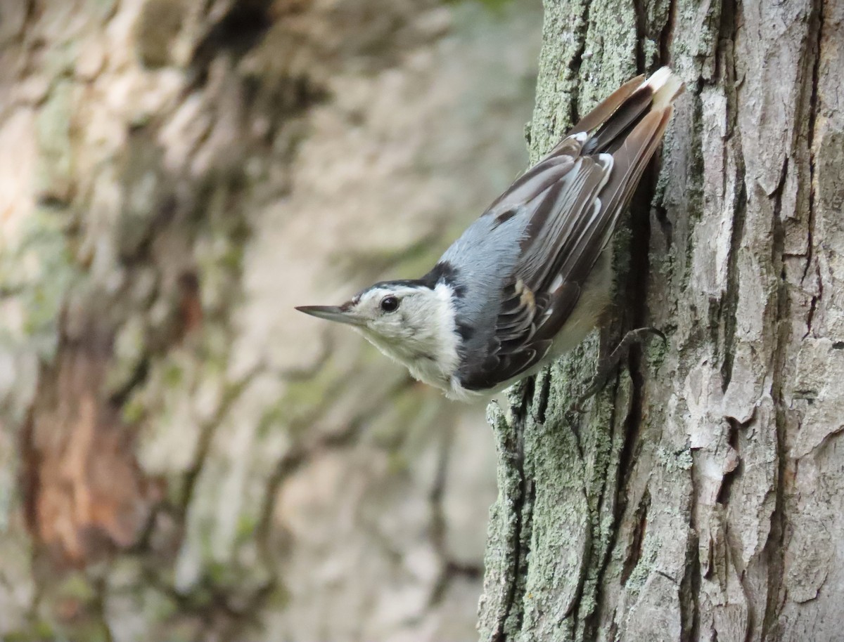 White-breasted Nuthatch - ML620794875