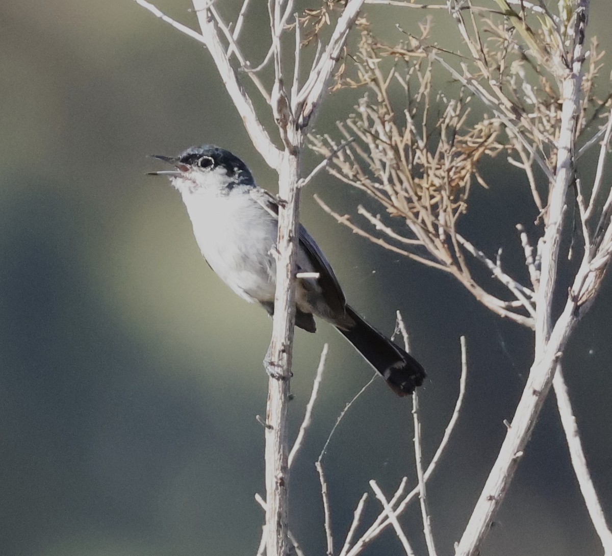 California Gnatcatcher - ML620794878