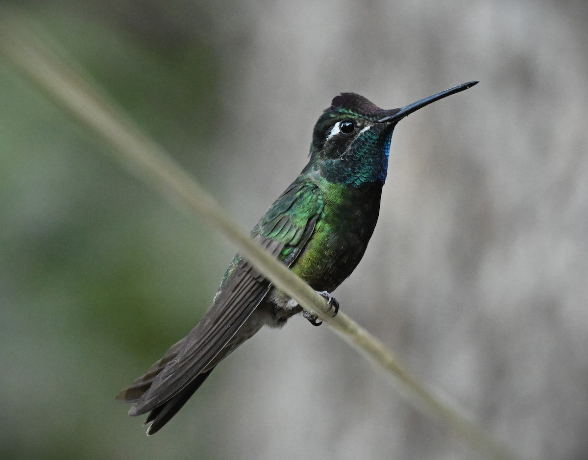 Rivoli's Hummingbird - ML620794879